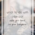 10 Fabulous Tips on What to Do With Your Cat When You Travel